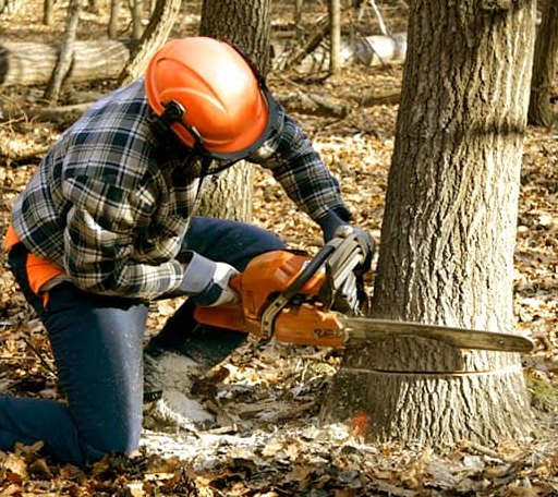 Tree Removal in Bois D Arc, MO
